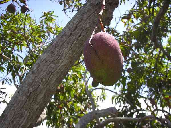 Drzewo mango